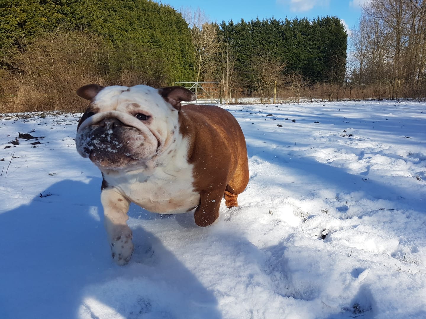 Bulldog playing in the snow at Qualco Kennels