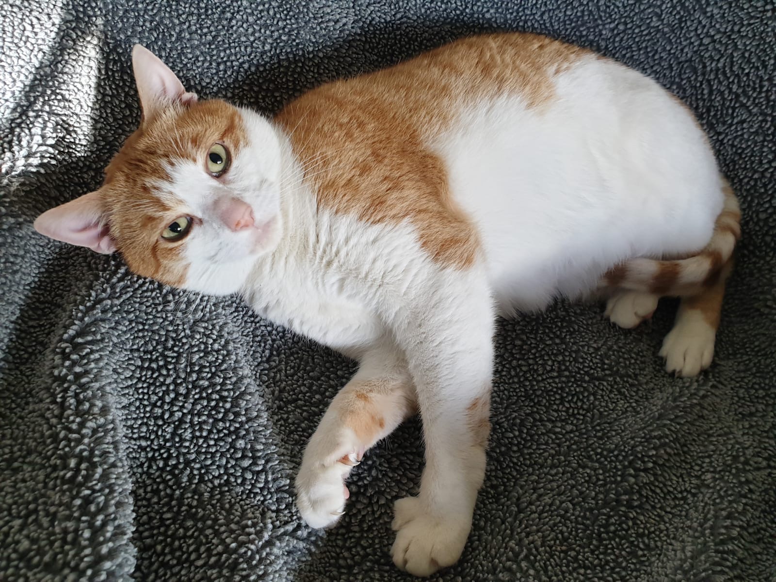 Ginger cat relaxing at Qualco Cattery