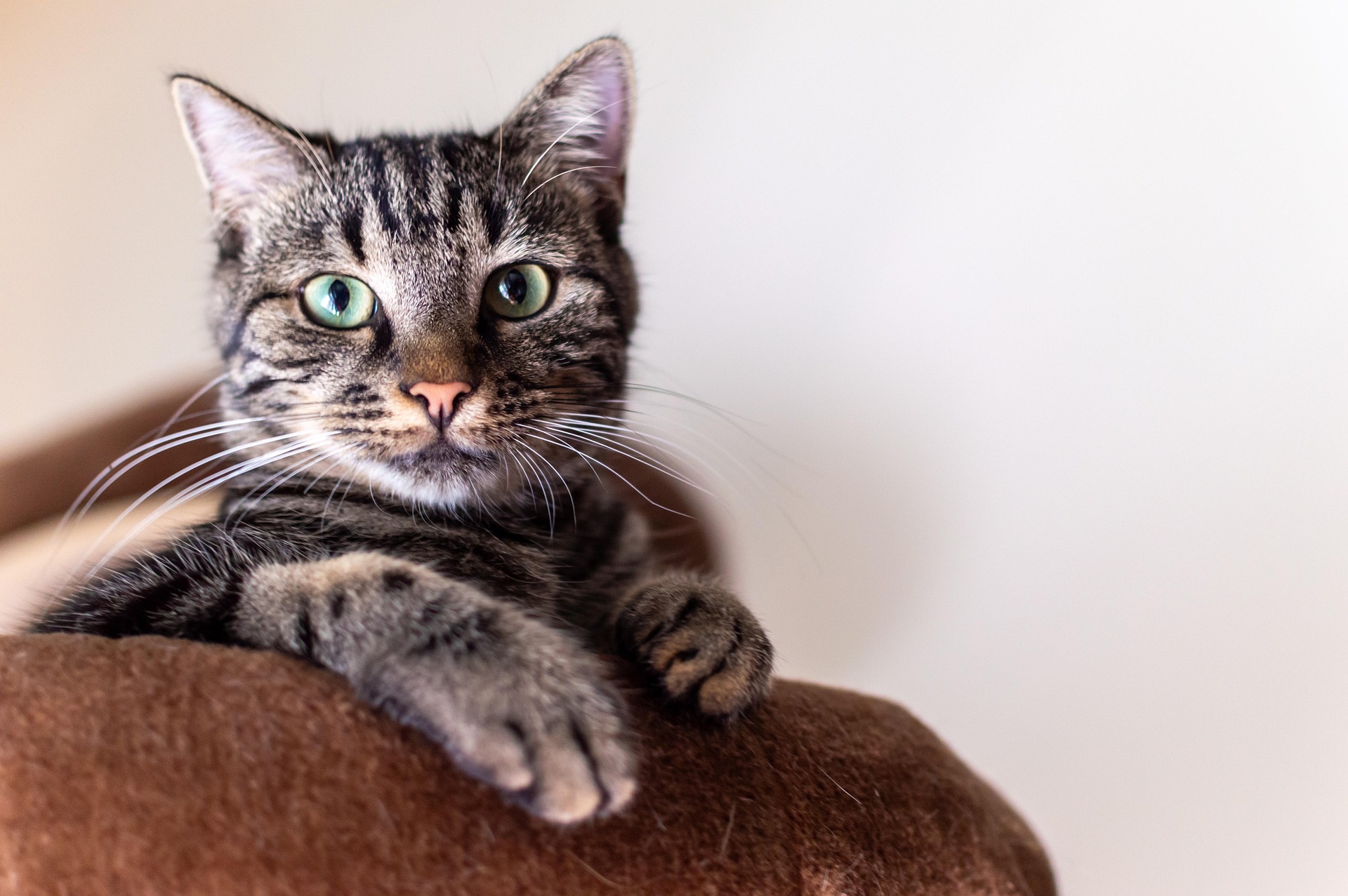 Tabby cat relaxing on a couch at Qualco Cattery