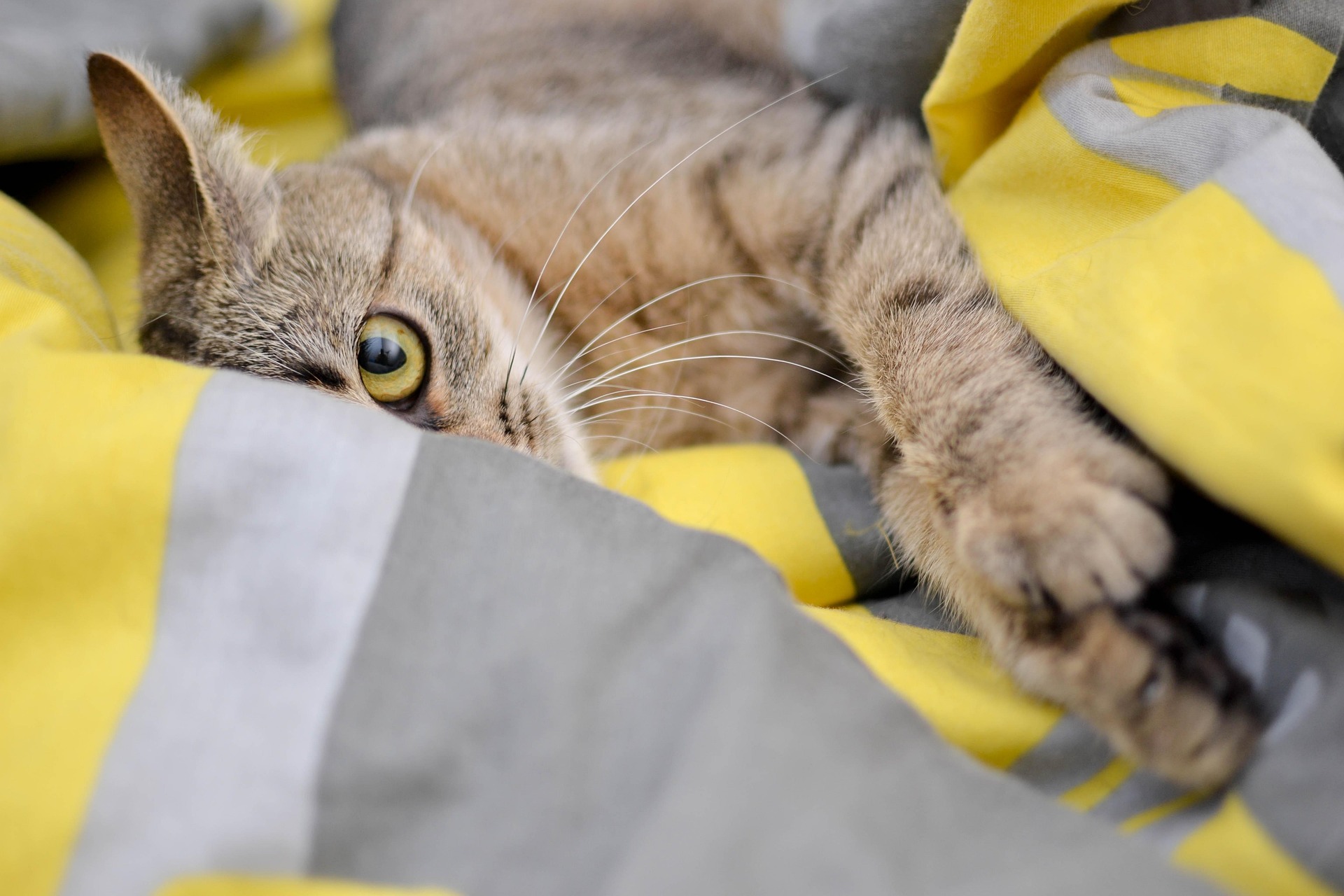 Tabby cat snuggled in cosy blankets at Qualco Cattery
