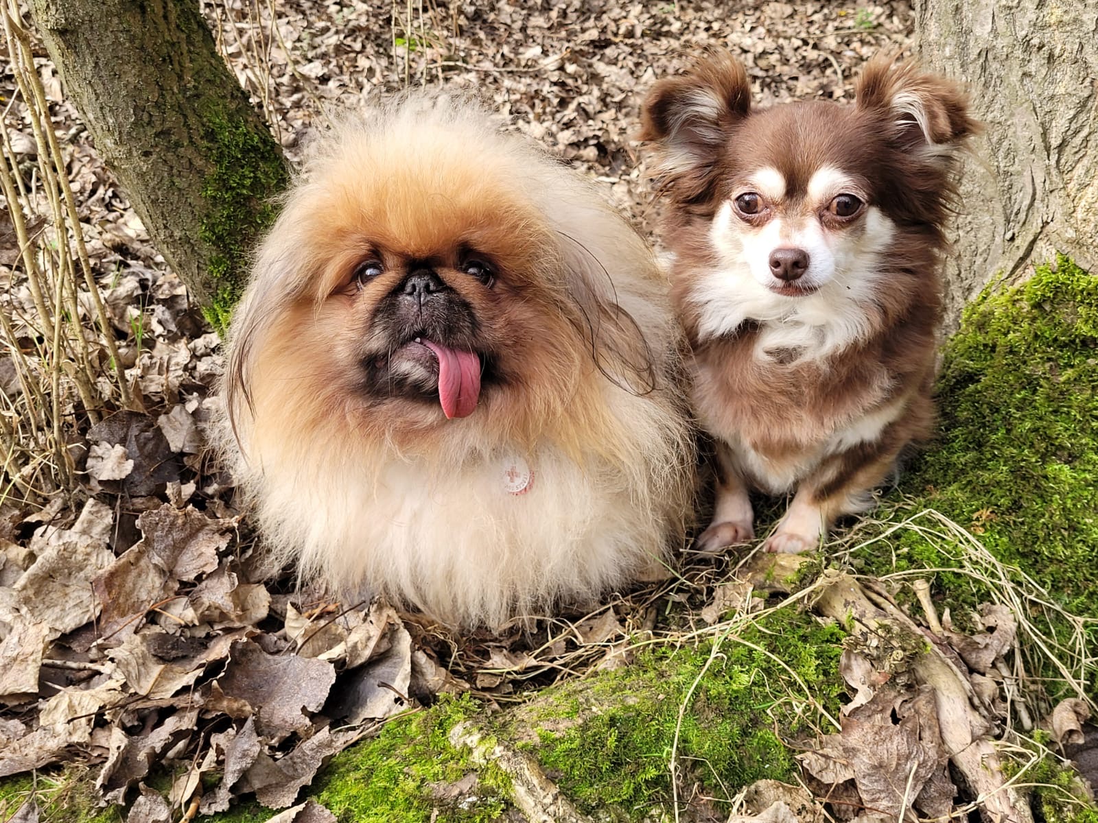 Pekingese and Chihuahua enjoying autumn leaves at Qualco Kennels