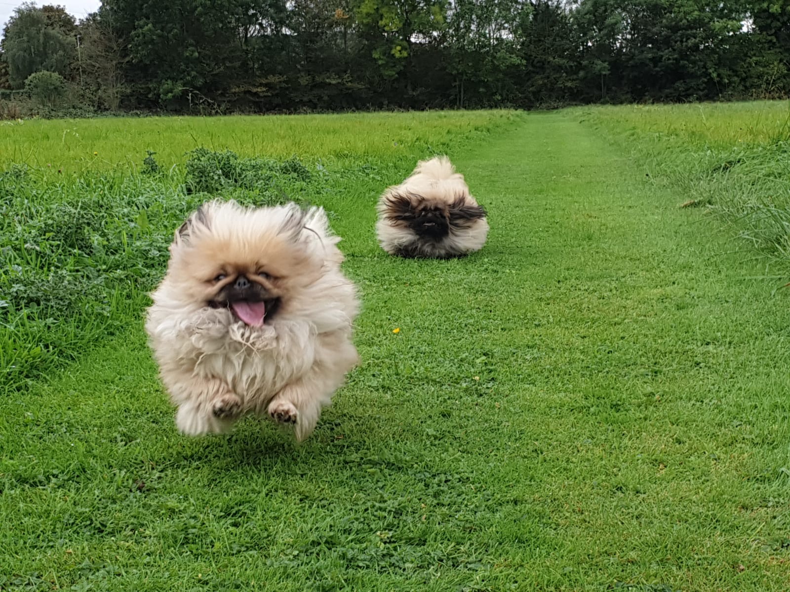 Two Pekingese running on the grass at Qualco Kennels