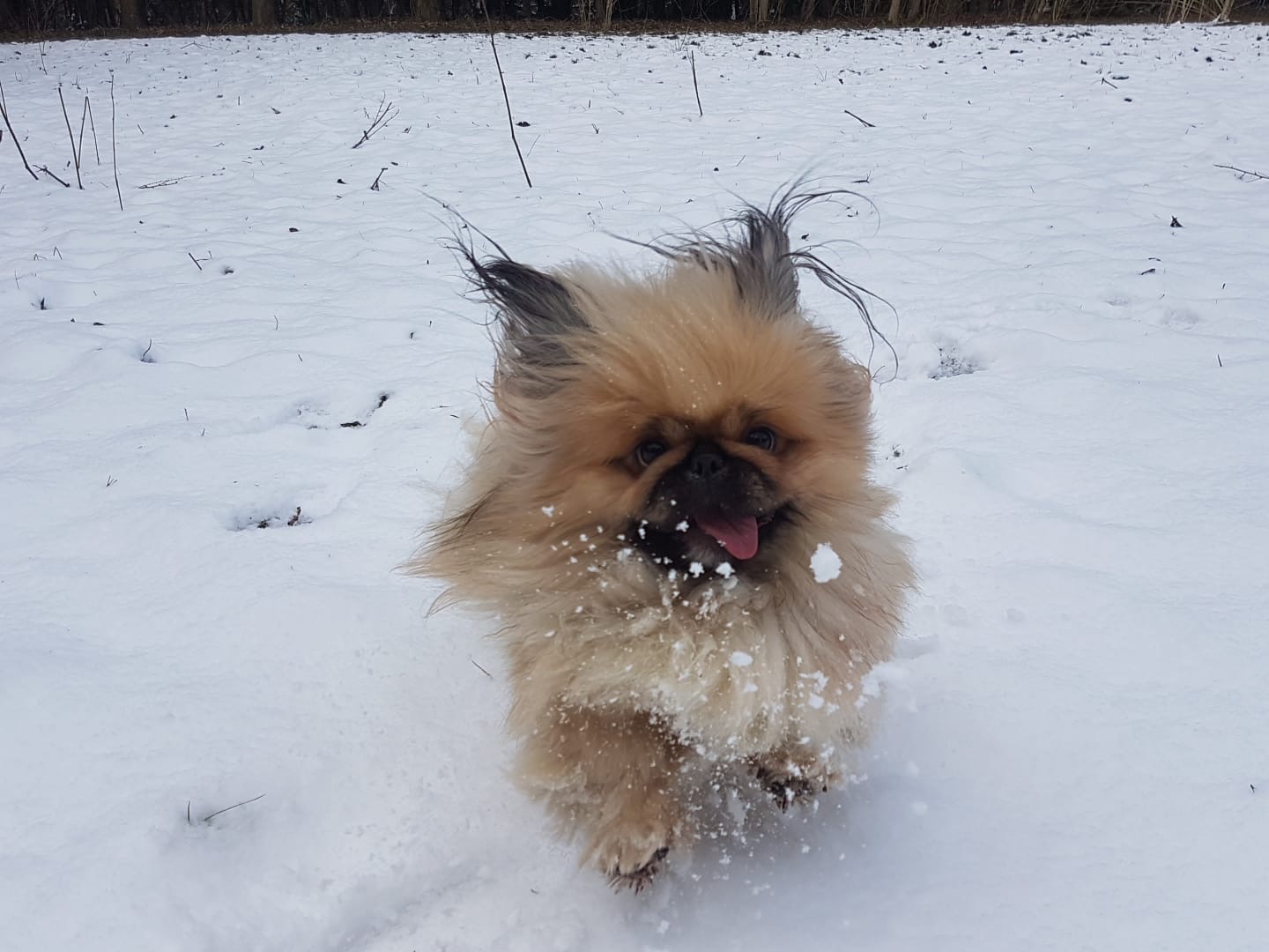 Pekingese running through the snow at Qualco Kennels
