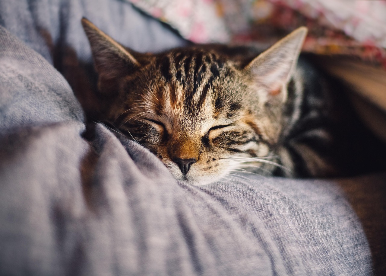 Tabby cat sleeping peacefully at Qualco Cattery