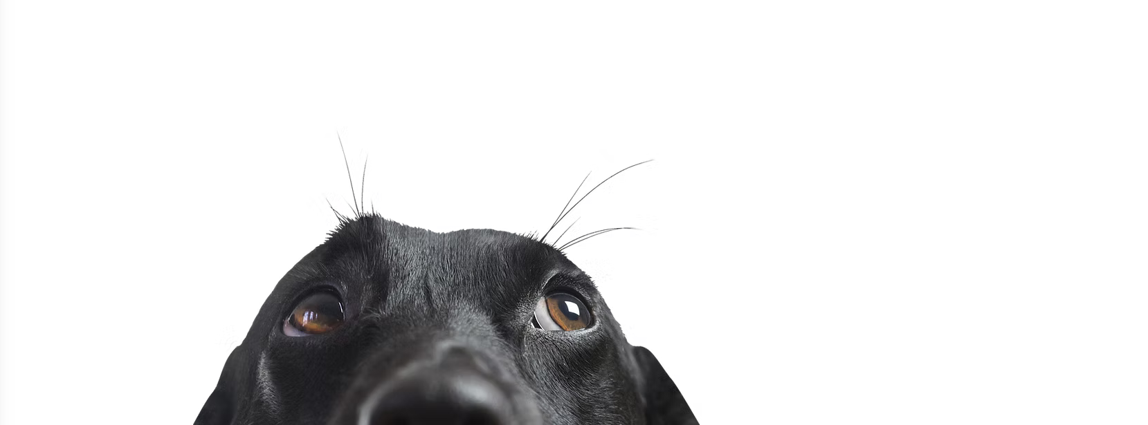 Dog peeking up at Qualco Kennels and Cattery