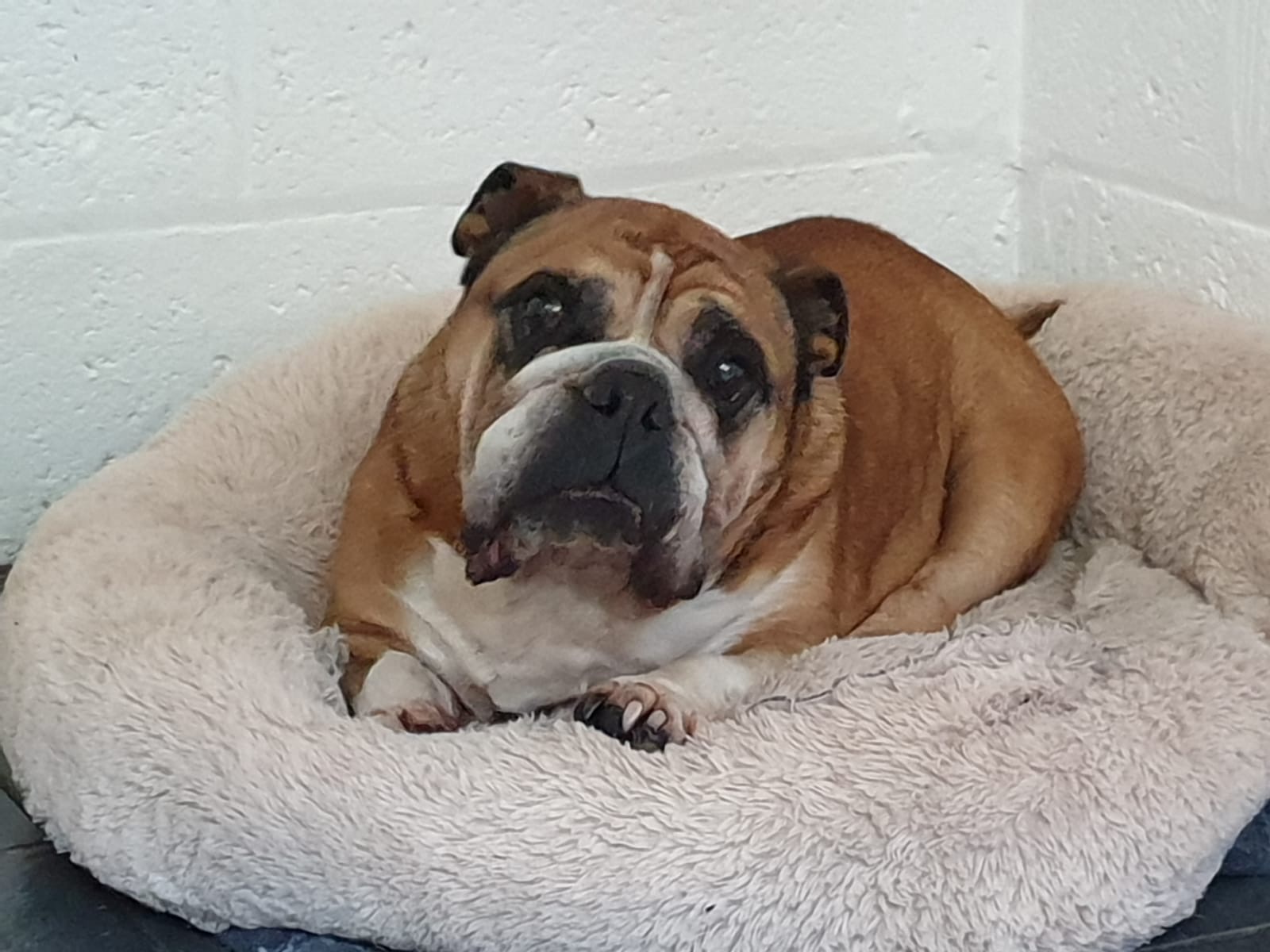 Brian, Complaints Department at Qualco Kennels