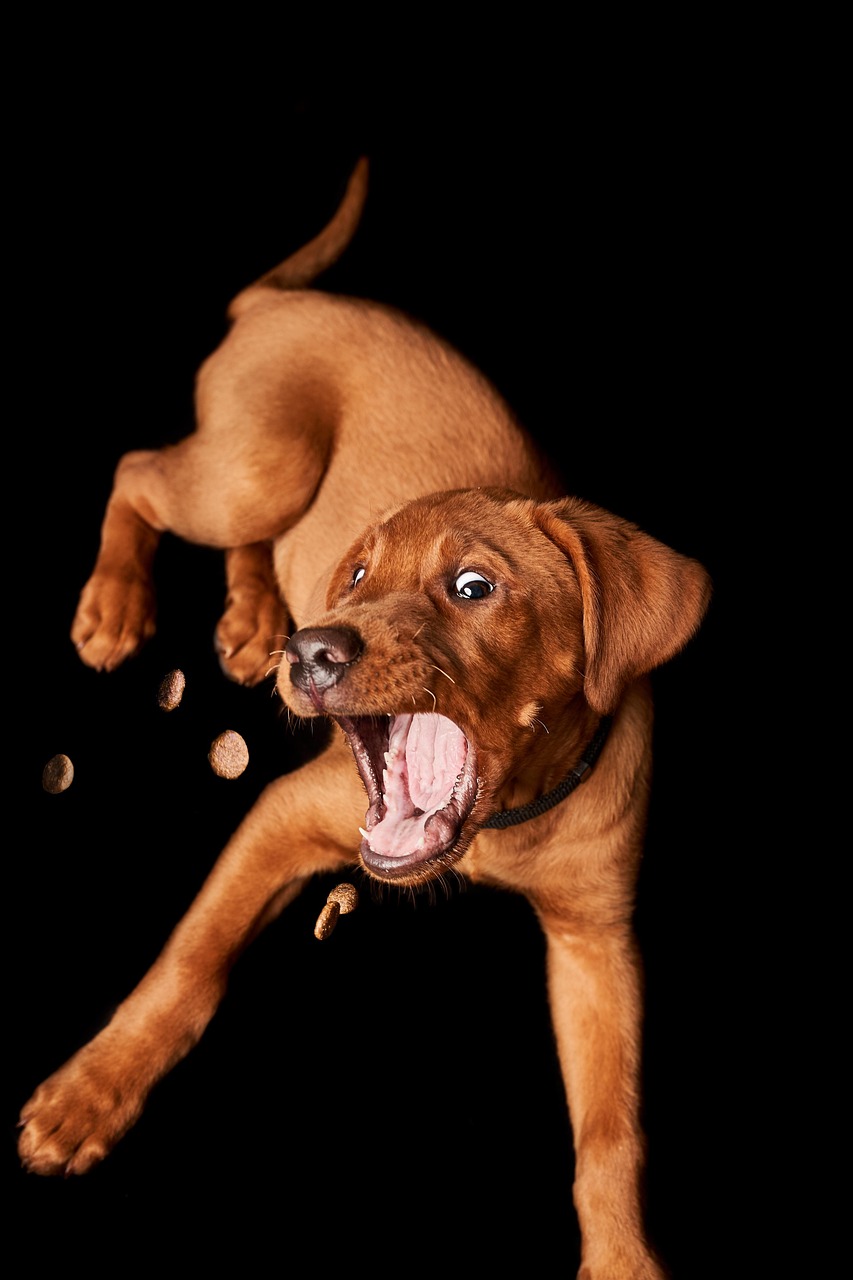 Dave, Food Quality Inspector at Qualco Kennels