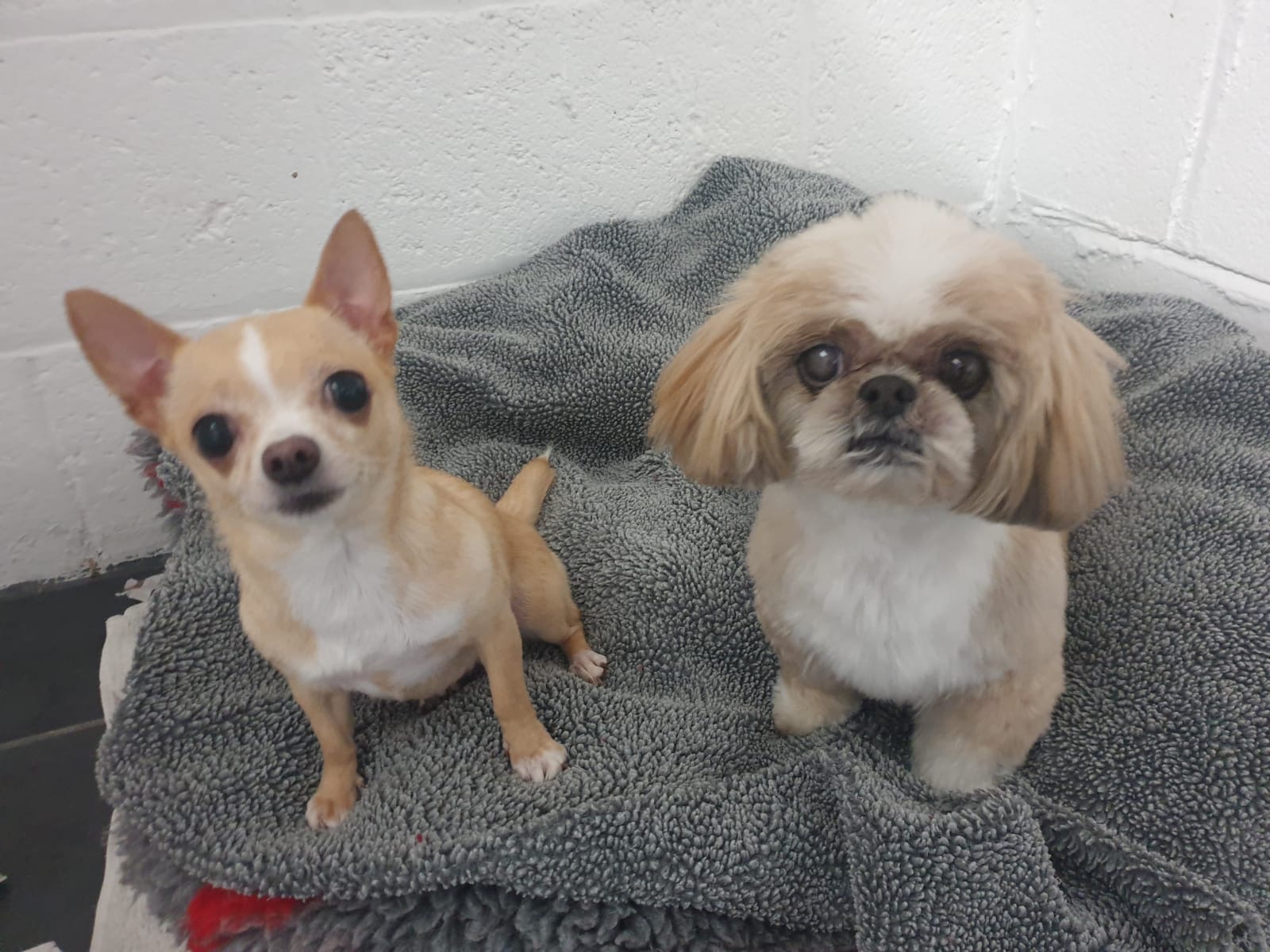 Paul and Kevin, IT Services at Qualco Kennels
